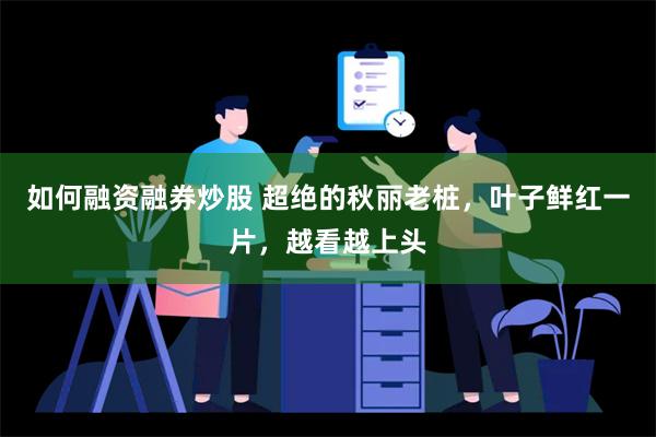 如何融资融券炒股 超绝的秋丽老桩，叶子鲜红一片，越看越上头